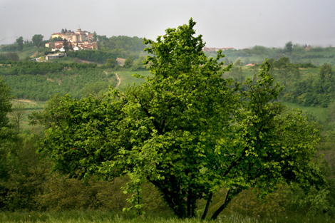 Veduta di Belvedere Langhe dalla frazione Piangarombo